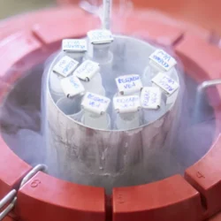 egg freezing in Cyprus